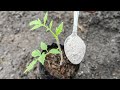 Como fertilizar tomates y Receta de fertilizante casero Para Crecimiento y más Flores y Frutos