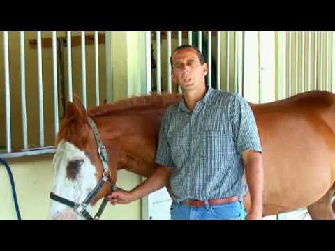 Mosquito-Borne Horse Diseases