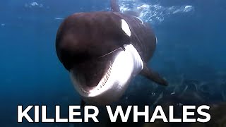Killer Whales - The Amazing Journey of a Young Orca | Free Documentary Nature