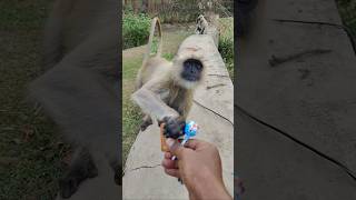 Monkey Snatched Biscuit &amp; Lollipop 😲🐒 | Cute &amp; Funny Monkey #shorts