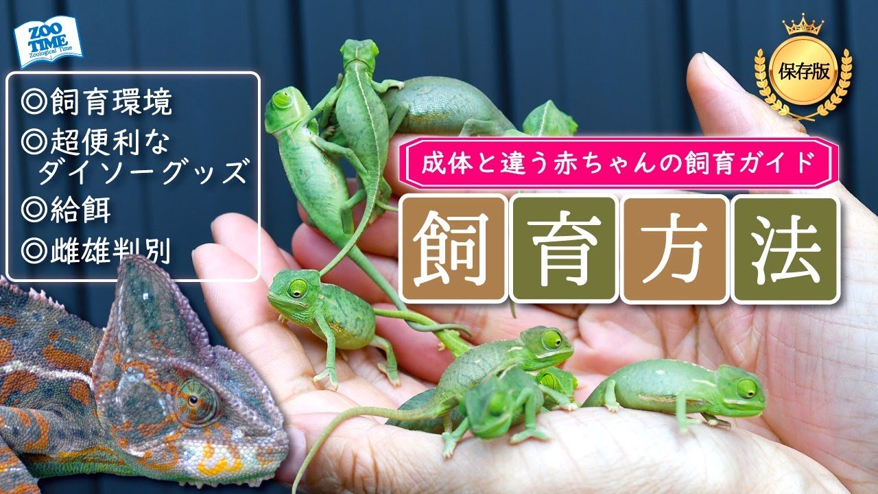 ☆【You'll be missing out if you don't know】Baby Veiled