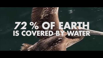 Seabird Reborn - Introduction