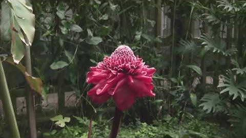 St. Louis Missouri Botanical Garden Part 1