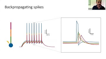 Talk: Adding dendrites to spiking neural networks in Brian 2 using Dendrify