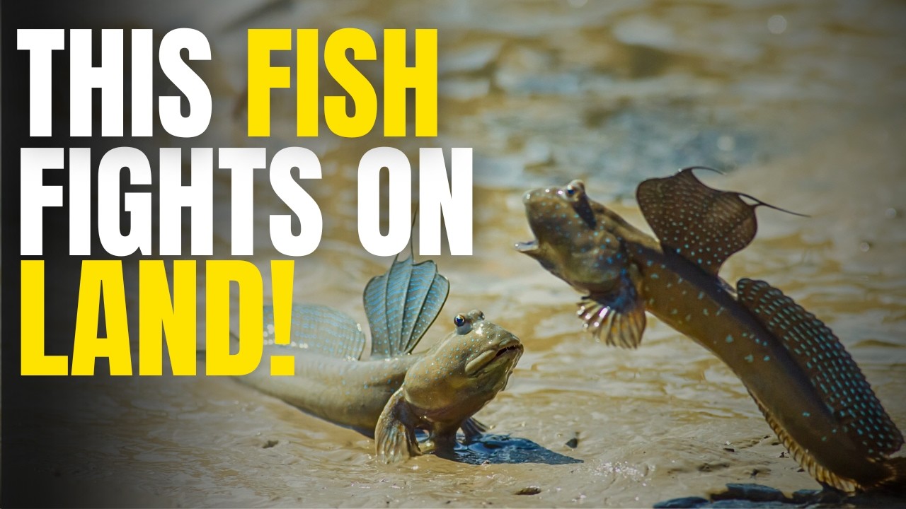 This Fish Walks, Climbs Trees and Fights on Land