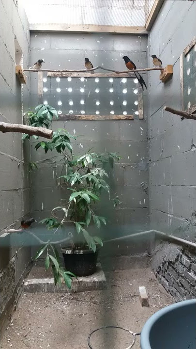 Ternak Murai Batu Di Atas Rumah