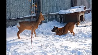 Дикая косуля и собака. Друзья или враги?