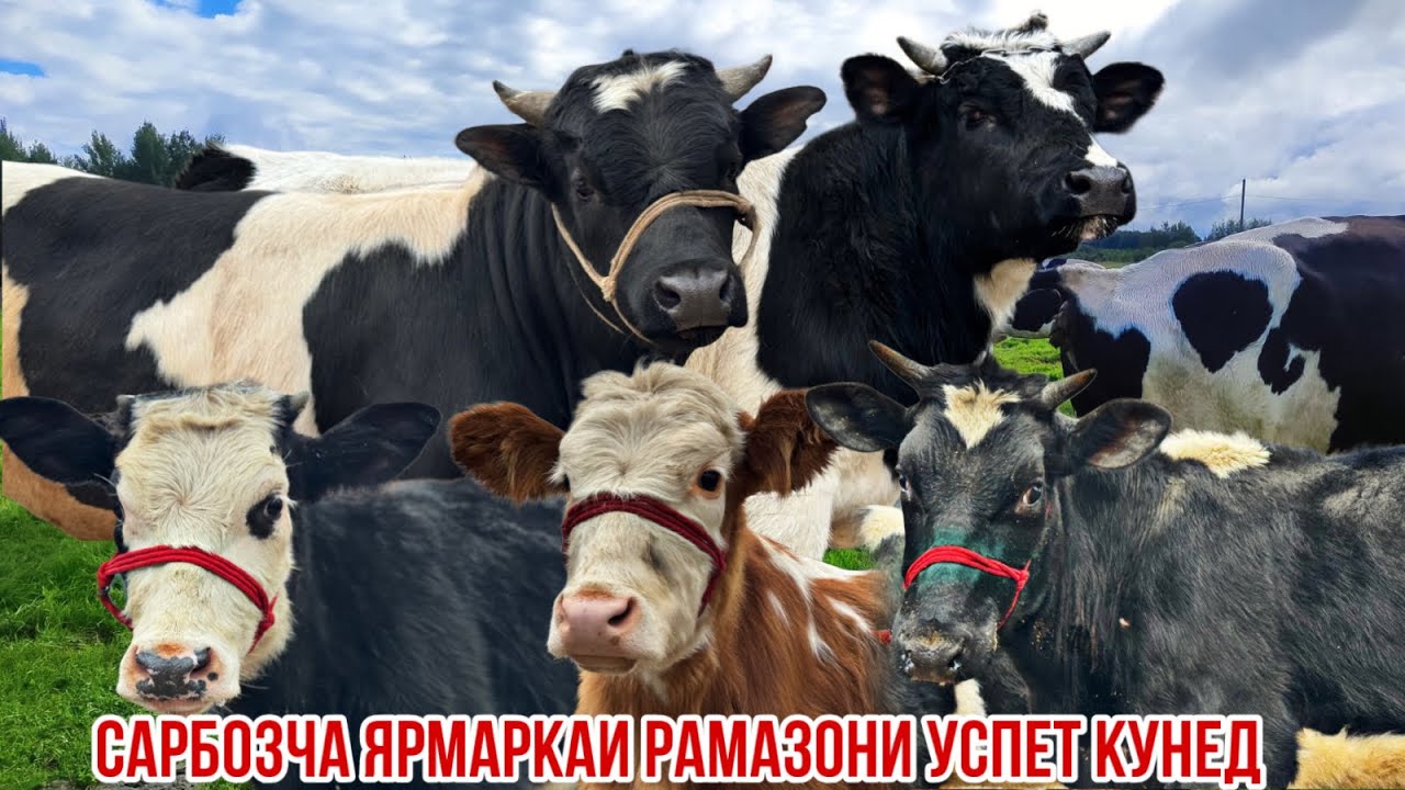 Гуночинои Ферма Сарбозча ярмаркаи Рамазони успет кунед 26 февраля 2026 г.