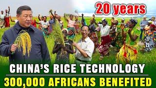 A Chinese boy planted 3 million tons of rice in Africa and won the title of "Honorary Chief"!