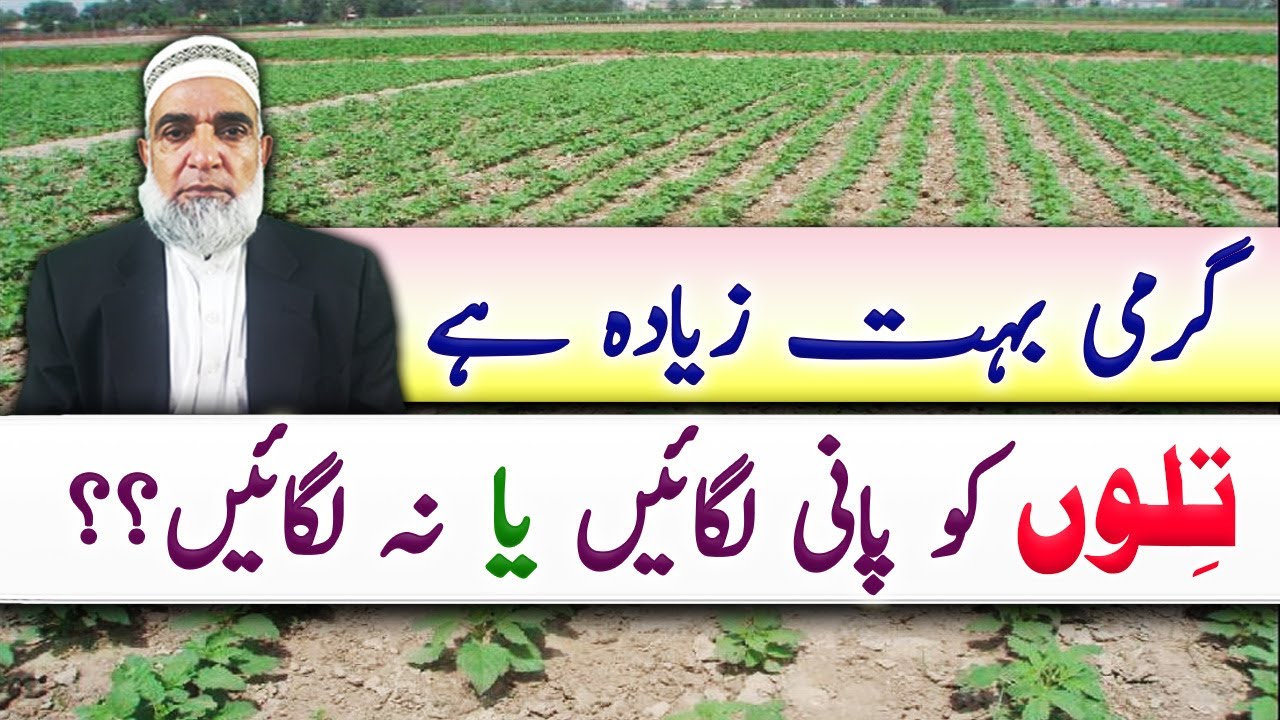 Significance of thinning in Sesame Crop || Bilal Kanju Official