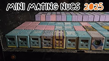 Mini Mating Nucs 2025