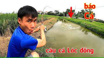 Câu cá Lóc đồng bằng Nhái Hơi, một ngày bội thu