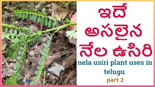 అసలైన నేల ఉసిరి గుర్తు పట్టి తెచ్చుకోండి || nela usiri uses in telugu || part 2