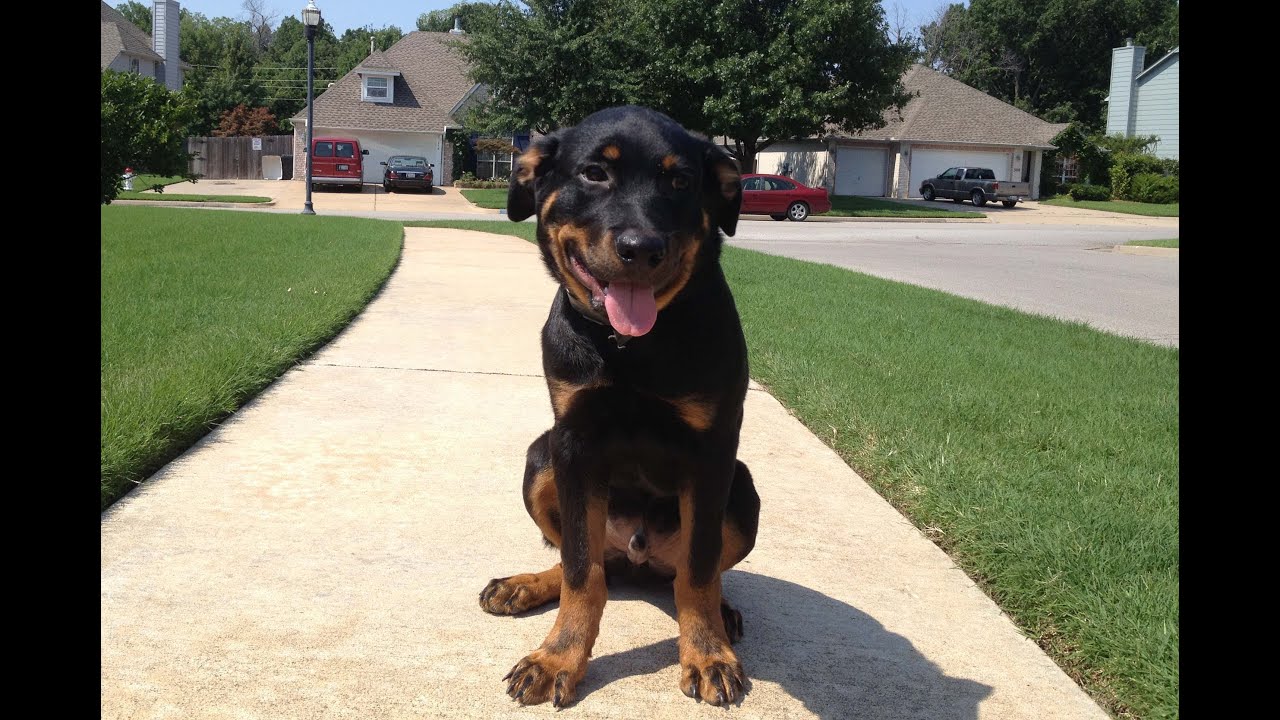 Kodiak - 5 Month Old Rottweiler - Catoosa Dog Training - YouTube