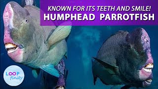 Aliens of the Ocean | Humphead Parrotfish