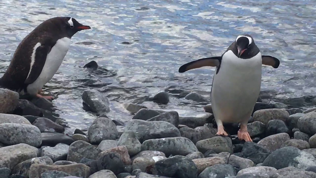 Gentoo penguins swimming, Cuverville Island, Antarctica ...