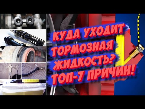 Видео: Как охотиться на белок