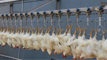 Incredible Modern Ultra Chicken Meat Processing Factory. Amazing Food Processing Machines