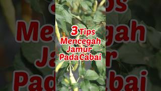Download Lagu 3 TIPS Mencegah Jamur Pada Cabai MP3 Download Lagu 3 TIPS Mencegah Jamur Pada Cabai MP3