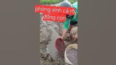 Giải cứu cá rô đồng non mắc cạn#phóngsanh#congduc