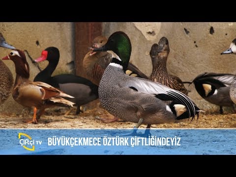 Video: Hangi tavuklar büyük kahverengi yumurtalar bırakır?