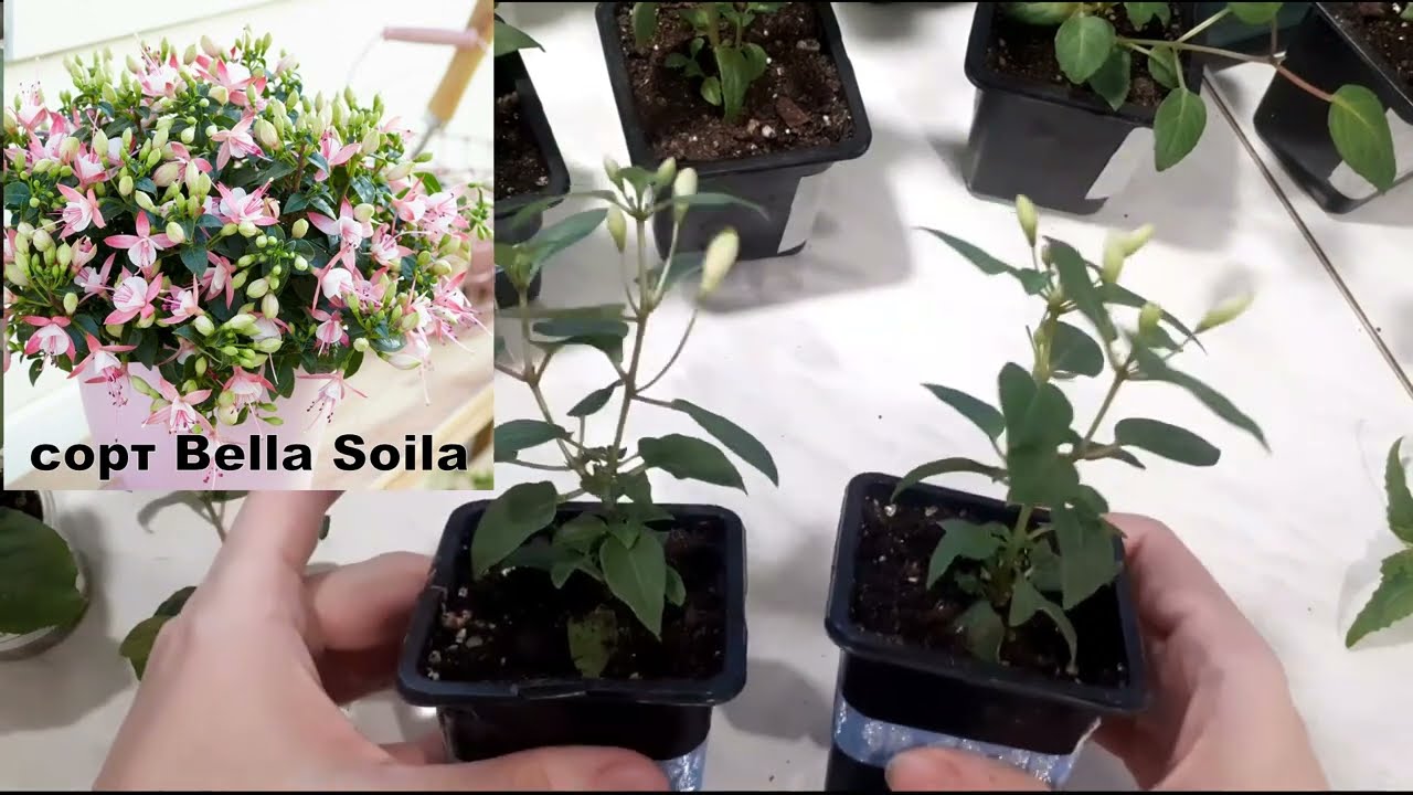 Фуксия... Формировка... Легко!!!!