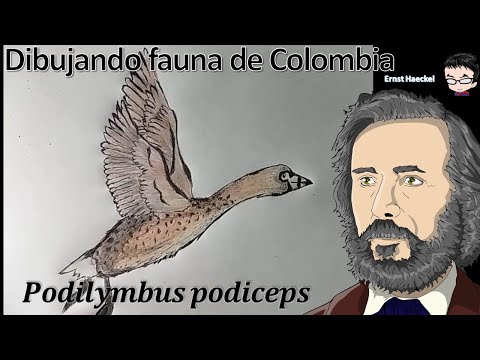 Video: Zambullidor cuellinegro: un ave única con ojos rojos