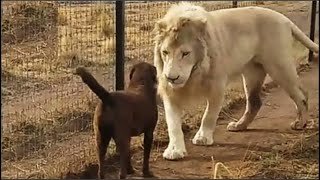 Reunido Con Su Mamá Perra Años Después La Reacción Del León Te Derretirá El Corazón