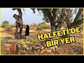 İsimsiz Bir Mezar ve Asırlık Meşe Ağaçları #halfeti #şanlıurfa #anıtağaç #doğa