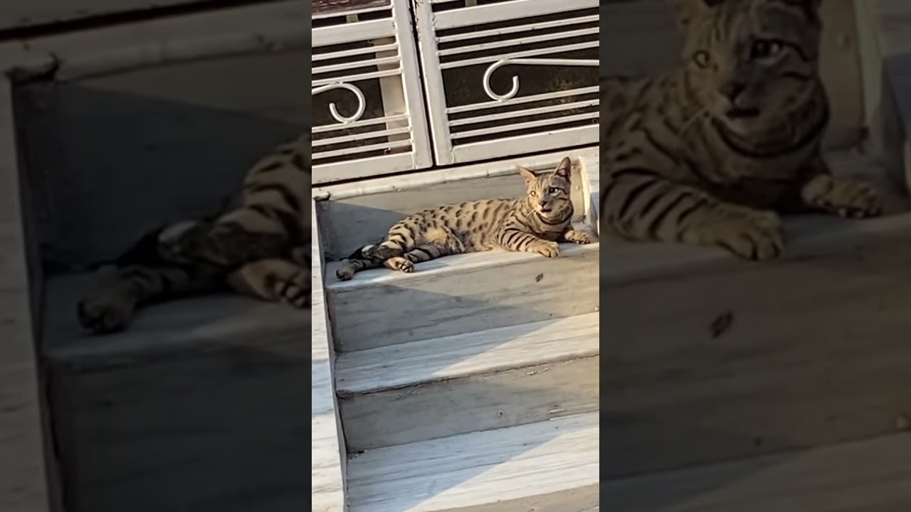 Sunset ☀️ cat video 