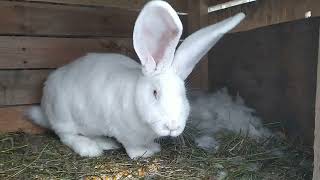 Кролики Фландр | Купил самку на племя | Белая самка окролилась | Обзор на кроликов