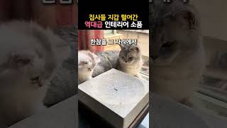 우리 집 고양이들 잠 못자게 하는 장식품 #고양이 #쇼츠 #물멍 #인테리어소품 #반려견 #반려묘 #고양이장난감