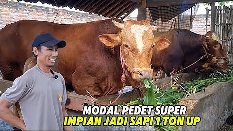 KETAGIHAN CETAK SAPI JUMBO MODAL PEDET SUPER LEBIH CEPAT BESAR❗️🔥
