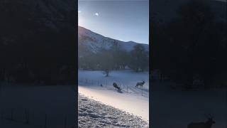 What did the giant deer do when it jumped? #wildanimal#foryou  #angrydeer#miss jump #thedanger#short