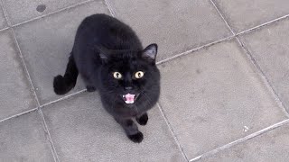 A lonely black cat meows at the entrance to a grocery store