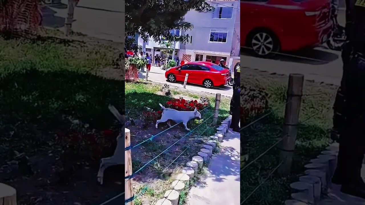 This Dog Just Wanted to Play 😂 Policewoman Didn’t Expect THIS #shorts