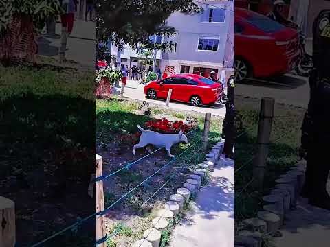 This Dog Just Wanted to Play 😂 Policewoman Didn’t Expect THIS #shorts