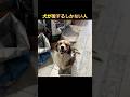 犬が愛するしかない人