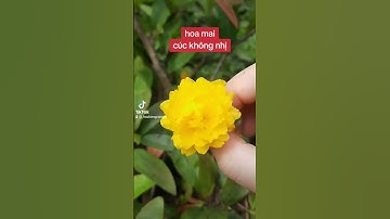 📣🌲mai cúc không nhị ghép gốc tứ quý lớn 0367663814-0914574269( zalo)☎️ #maixoan #alanwalker