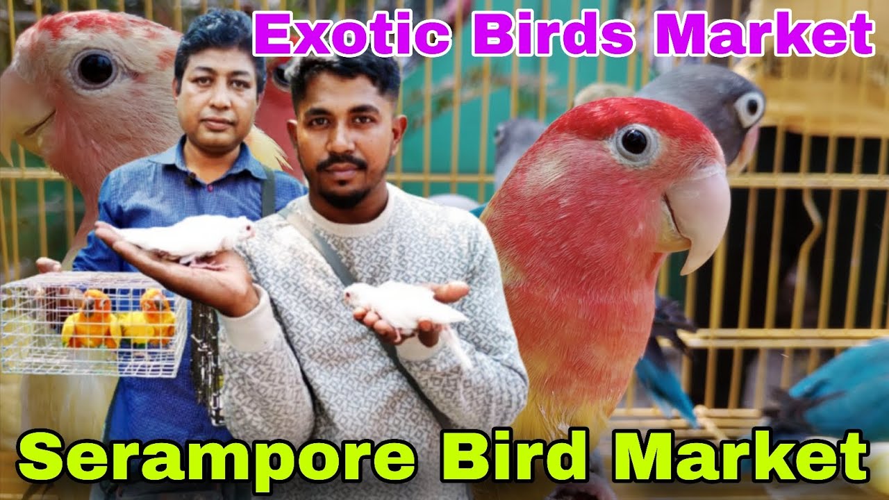Exotic Birds Price 🦜🏡 Roy Ghat Serampore Bird Market ।। Delivery Available ।। 