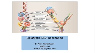 Eukaryotic DNA Replication || DNA Replication in Eukaryotes