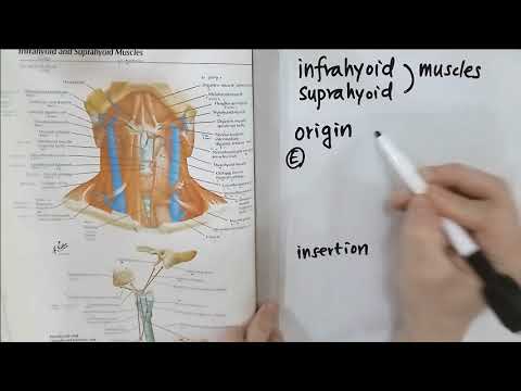 의학용어 해부학 34 infrahyoid and suprahyoid muscles