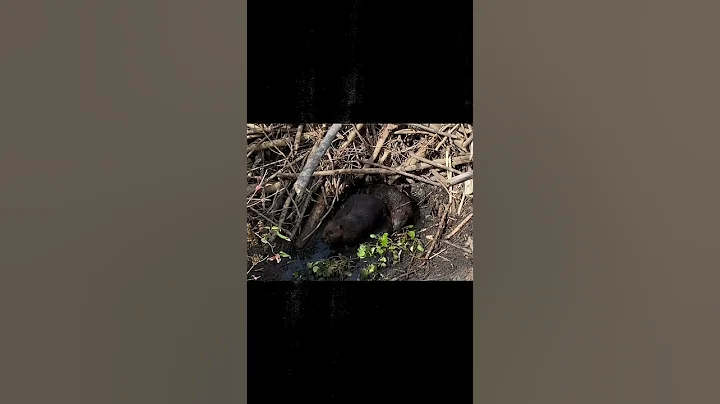 @Jill Heinerth Beavers on the Trans-Canada Trail #...