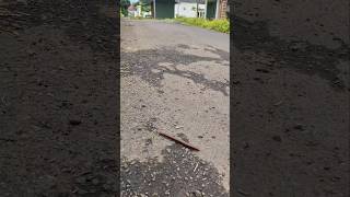 Luwek In The Middle Of The Road trendingshorts