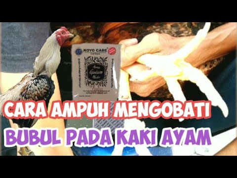 Cara Ampuh Mengobati Bubul Pada Kaki Ayam Dengan Cepat Cara Ampuh Mengobati Bubul Pada Kaki Ayam Dengan Cepat