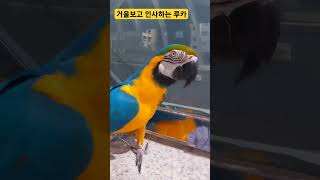 거울보고 인사하는 루카 #parrot #앵무새 #animal #macaw #동물 #마카우 #청금강 #청금강앵…