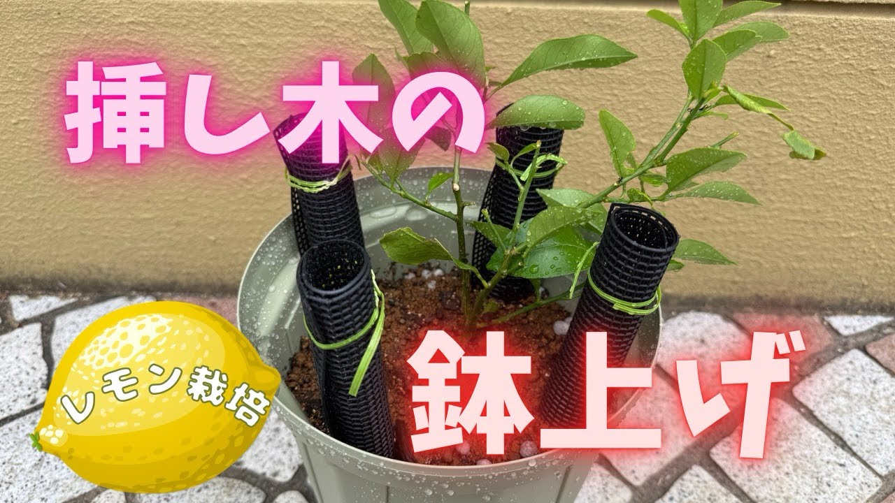 レモン栽培】レモンの挿し木の鉢上げしました - YouTube