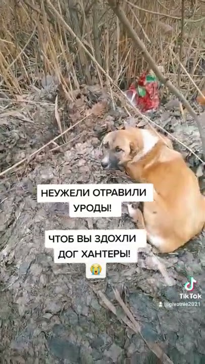 щенки были отравлены