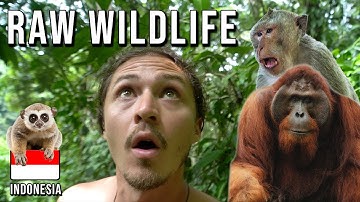 48 HOURS in the JUNGLE | Sumatra, Indonesia [Episode 38]