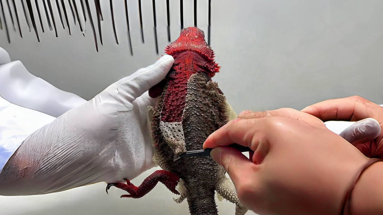 Amazing! ASMR Peeling Skin Off My Lizard | Super Satisfying!